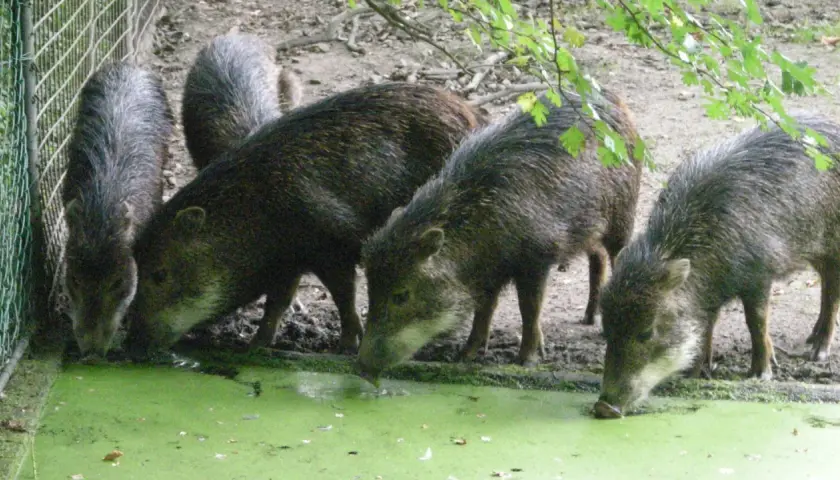 Un groupe de pécaris, une espèce de porc sauvage d'Amérique, boit dans une mare verdâtre.