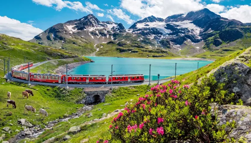 Czerwony pociąg wije się wzdłuż turkusowego jeziora w Alpach. Krowy pasą się na zielonych łąkach. Idealna podróż ze Swiss Travel Pass.