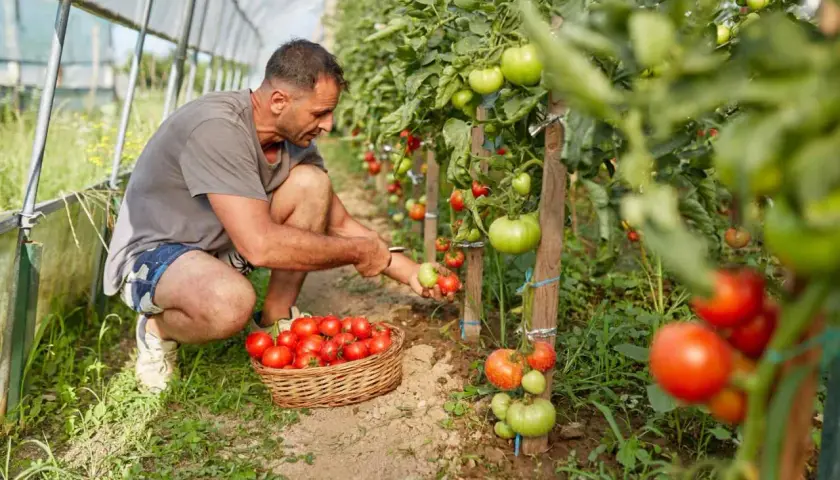 Uomo raccoglie pomodori maturi in serra, accanto a un cesto pieno. La pianta di pomodoro, un ortaggio perenne, offre un raccolto abbondante.