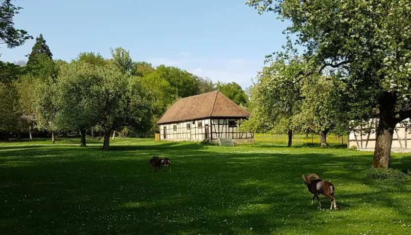 Ein Widder und zwei Schafe grasen auf einer blühenden Wiese im favoritepark ludwigsburg. Fachwerkhäuser und blühende Bäume im Hintergrund.