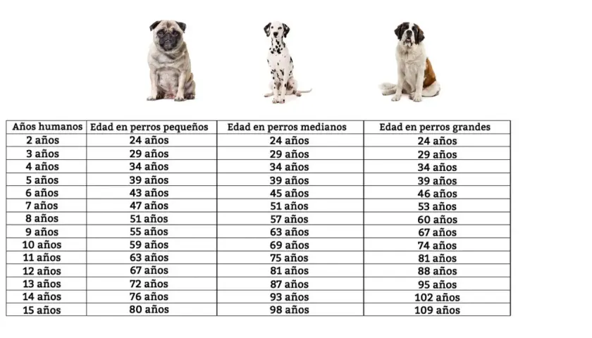 Tabla comparativa de la edad de perros en humanos, mostrando la equivalencia de años para perros pequeños, medianos y grandes.
