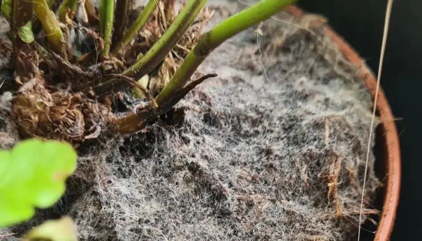 Ein dichter, weißer **Schimmel auf Blumenerde** bedeckt den Topf einer Pflanze. Die feinen Fäden des Schimmels umschlingen die braunen Wurzeln und den dunklen Boden.
