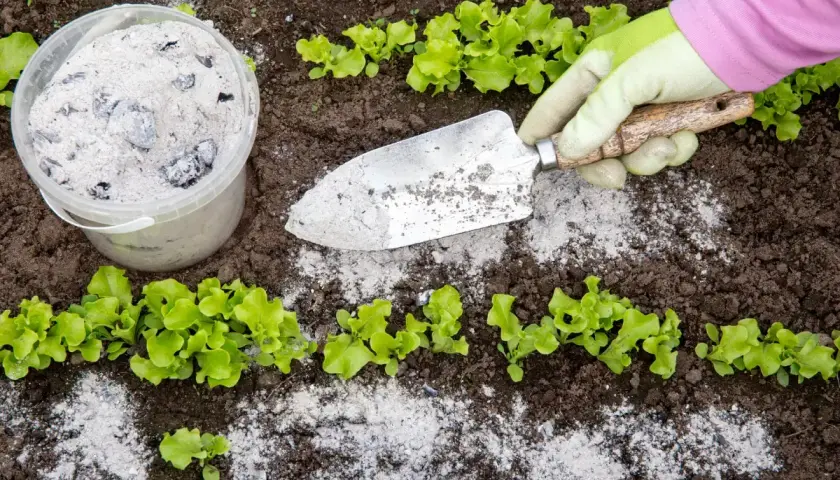 Gartenarbeit mit Asche im Garten: Eine Hand in einem grünen Handschuh hält eine kleine Schaufel, die mit Asche bedeckt ist. Daneben steht ein Eimer voller Asche. Junge Salatpflanzen wachsen im Boden.