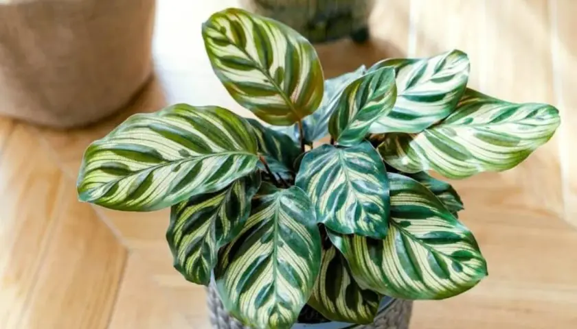 Calathea lancifolia z liśćmi w paski, jakby namalowanymi pędzlem, w szarej doniczce na drewnianej podłodze.