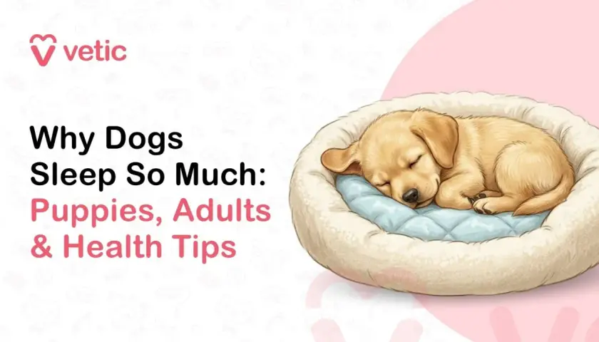 A golden puppy sleeps soundly in a plush bed, illustrating why dogs sleep so much. Text reads "Why Dogs Sleep So Much: Puppies, Adults & Health Tips.