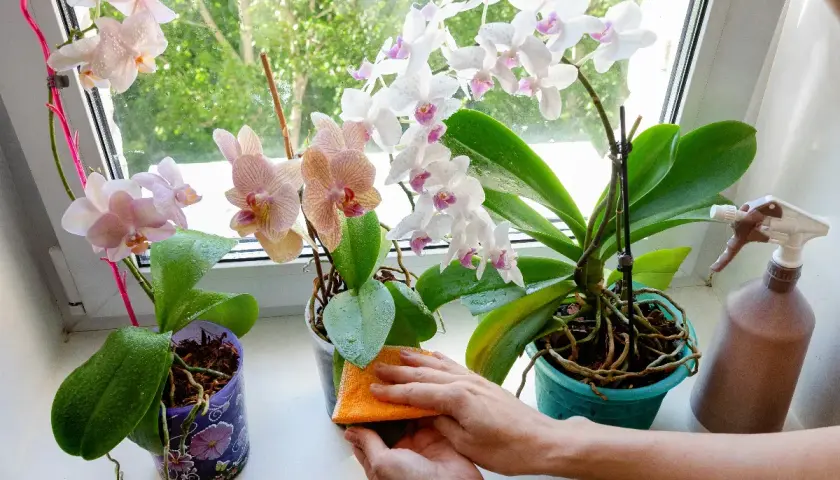 Comment nettoyer les feuilles d'orchidées : une éponge orange nettoie délicatement les feuilles vertes d'une orchidée sur le rebord de la fenêtre.