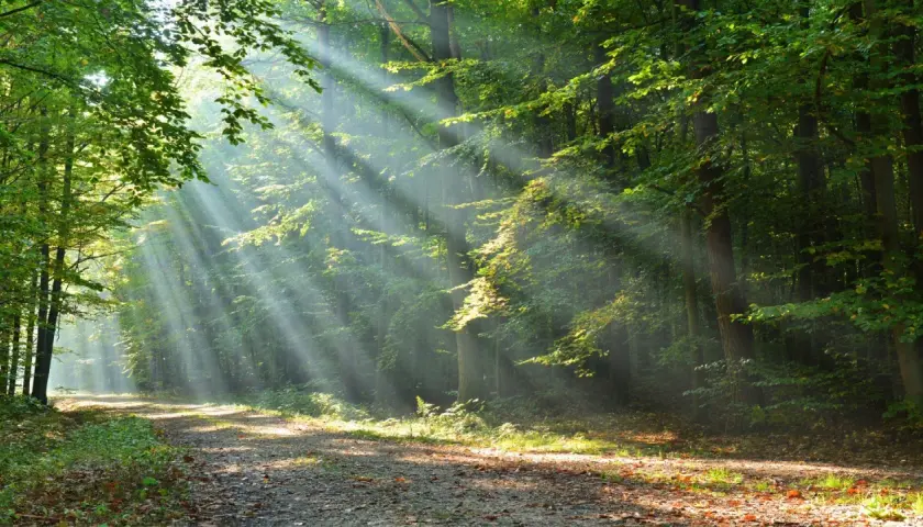 Promienie słońca przebijające się przez liście tworzą magiczną atmosferę w jednym z najpiękniejszych lasów w Polsce.