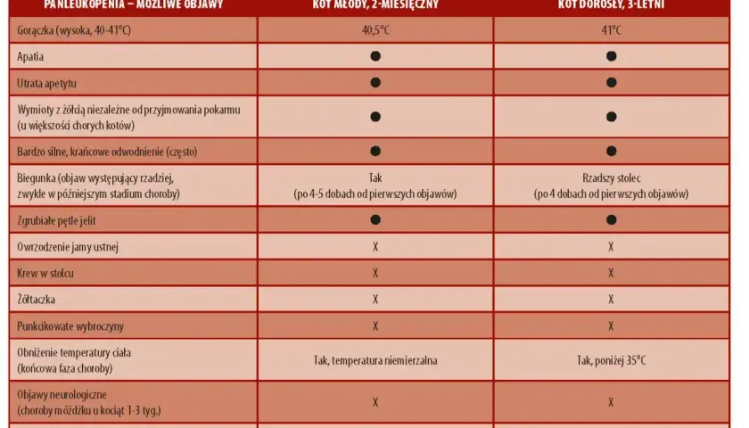 Tabela porównuje objawy panleukopenii u młodych i dorosłych kotów, uwzględniając gorączkę, apatię, odwodnienie i inne symptomy.