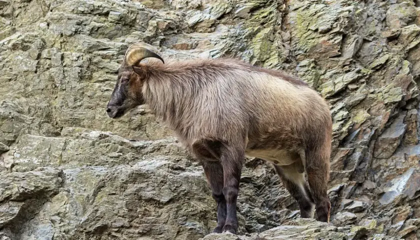 Un tar del Himalaya, con su pelaje denso y cuernos curvos, se posa con agilidad sobre rocas escarpadas.