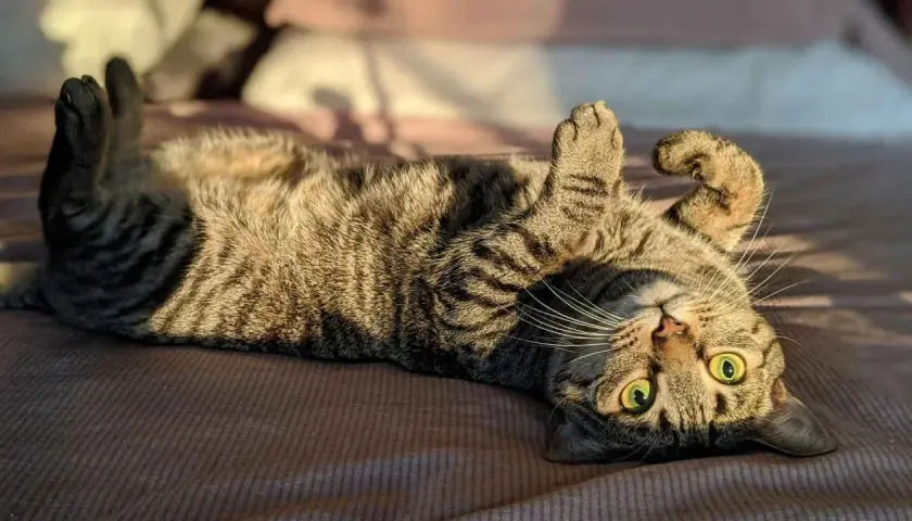 Gato atigrado boca arriba, mostrando sus patas y ojos verdes. Un ejemplo de los cuidados de un gato es su tiempo de juego y descanso.