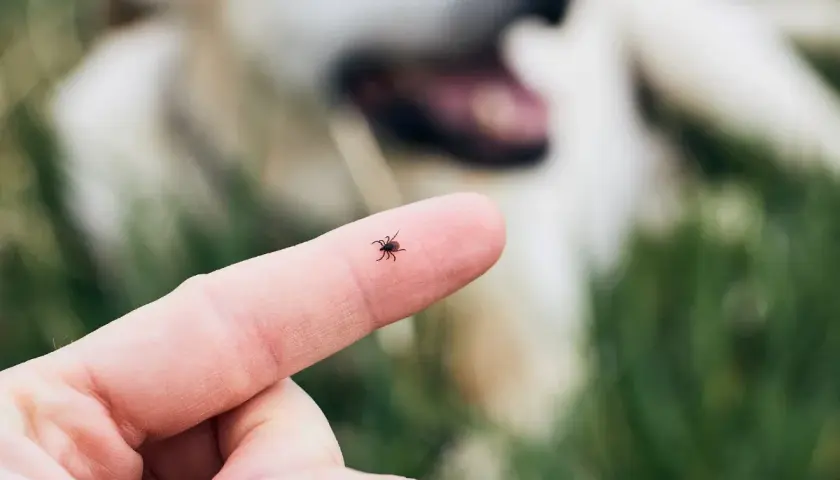 Mały kleszcz na palcu, w tle rozmyty pies. Uważaj na latające kleszcze podczas spacerów!