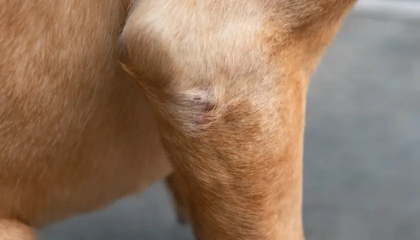 Close-up of a dog's leg showing a red, irritated patch of skin, possibly a symptom of autoimmune disease in dogs.
