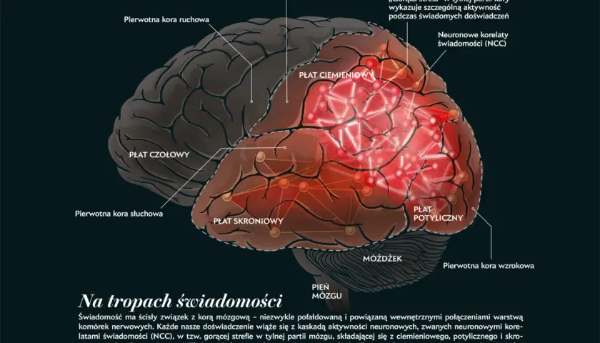 Ilustracja mózgu z zaznaczonymi płatami. Płat skroniowy i ciemieniowy są kluczowe dla pamięci i świadomości.