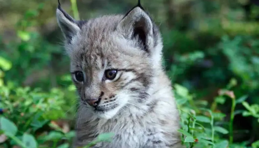 Ein junger Luchs, eine scheue Katze, schaut neugierig aus dem grünen Unterholz.