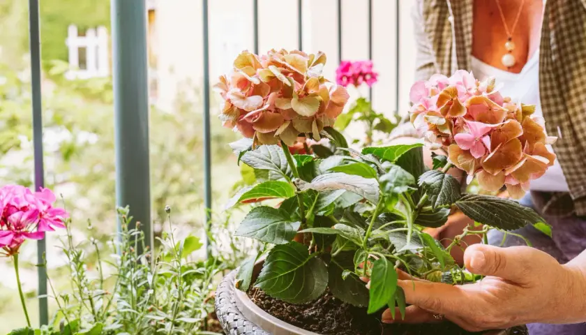 Frau bepflanzt einen Blumenkasten mit Hortensien und Geranien auf dem Balkon.