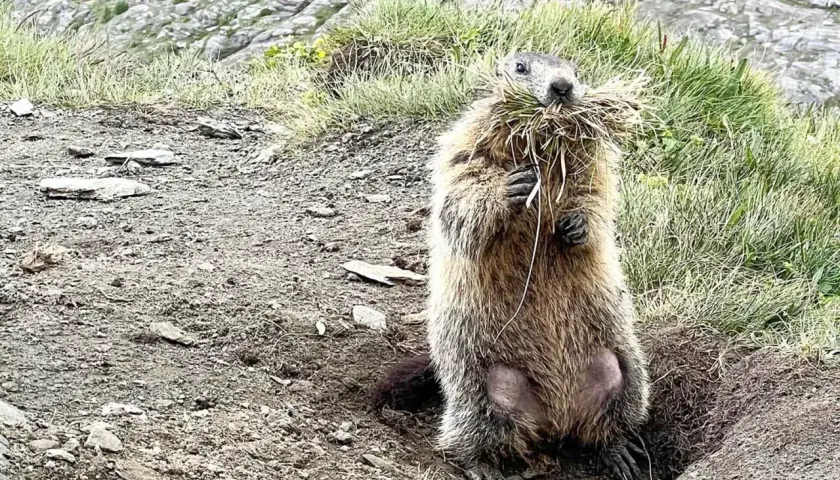 Ein Murmeltier mit einem Büschel Gras im Maul steht aufrecht vor seinem Bau in den Alpen.