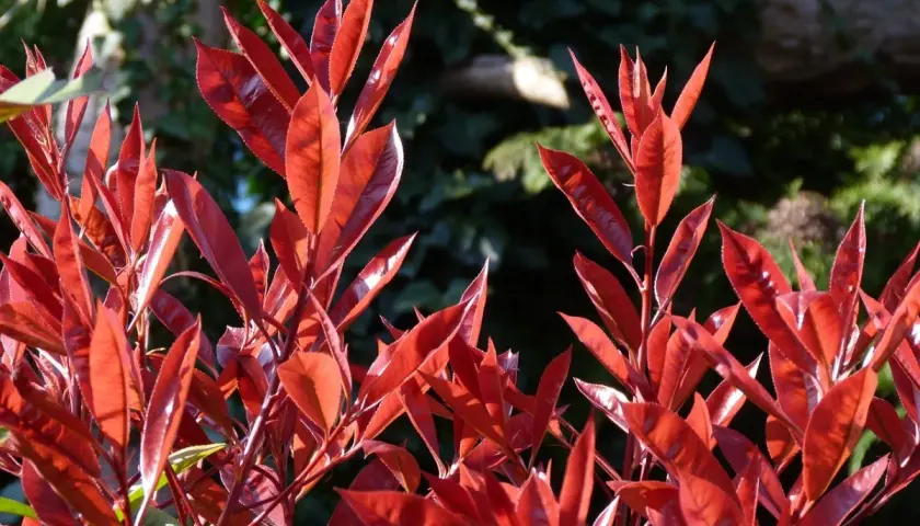 Feuilles d'une photinia en pot, d'un rouge éclatant, se détachant sur un fond sombre et verdoyant.