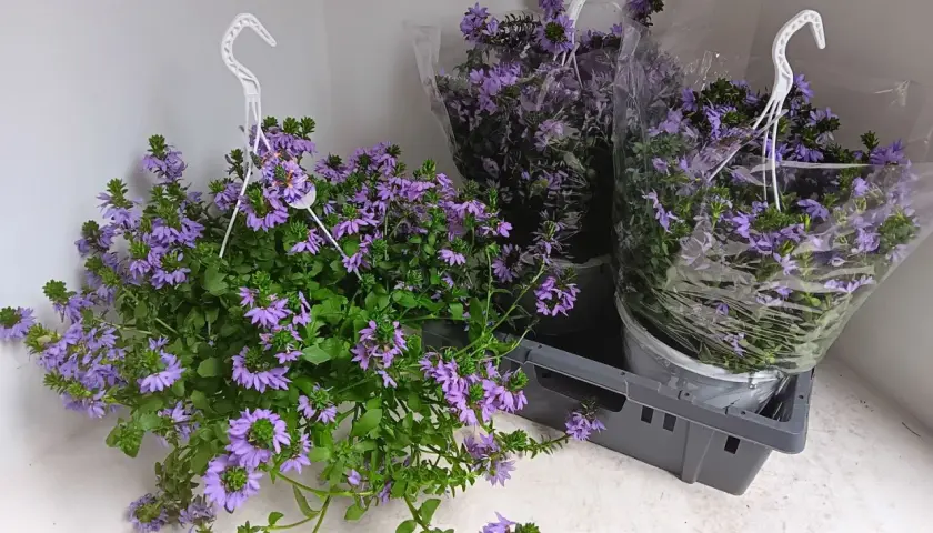 Hängande krukor med lila blommor av Scaevola aemula i en grå låda.