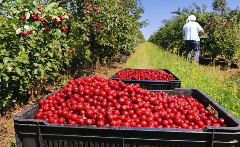 Zbiory owoców: Ile zarobisz? Sprawdź realne stawki i porady!