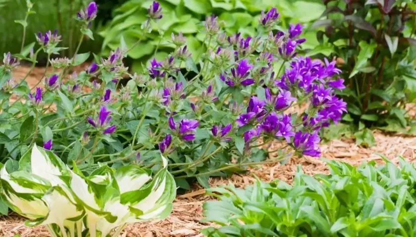 Fioletowe dzwonki, czyli campanula po przekwitnięciu, tworzą bujne kępy wśród zieleni.