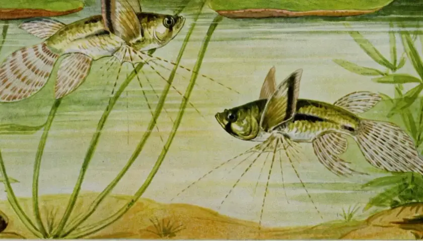 Dos peces mariposa de agua dulce nadan entre plantas acuáticas.