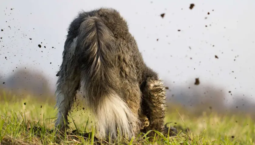 Ein struppiger Hund gräbt mit dem Kopf tief in der Erde, während Erde um ihn herum aufwirbelt.