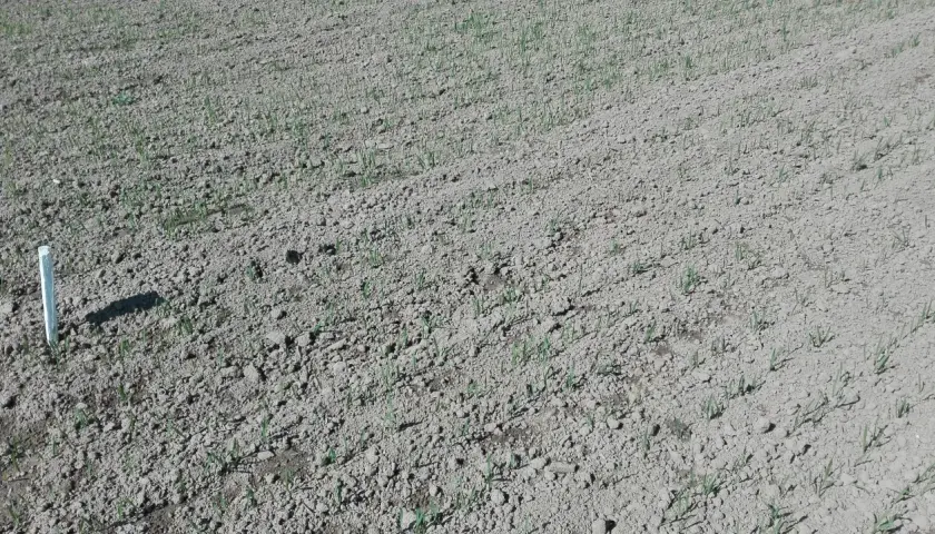 Jaki nawóz pod siew pszenicy jarej, aby uniknąć problemów z plonami?