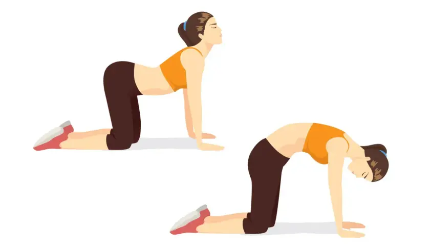 Deux postures de yoga illustrant des techniques de respiration : le dos creusé et le dos rond.
