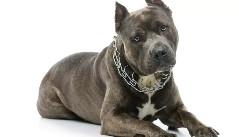 Potężny amerykański staffordshire terrier z metalowym łańcuchem na szyi leży na białym tle, patrząc wprost.