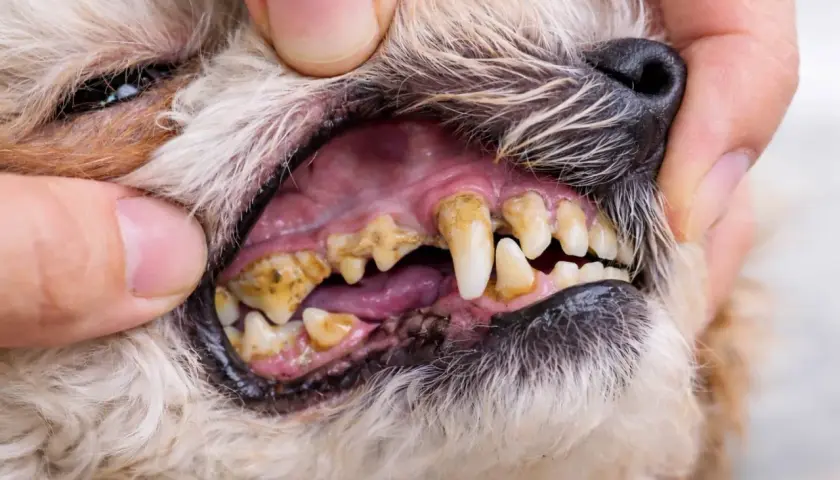 Boca de perro con sarro severo en los dientes. Las encías están inflamadas y los dientes amarillentos, indicando un problema de sarro en perros.