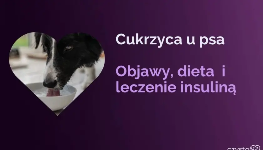 Pies z cukrzycą może żyć długo, jeśli odpowiednio zadbamy o jego dietę i leczenie. Dowiedz się więcej o objawach i insulinoterapii.