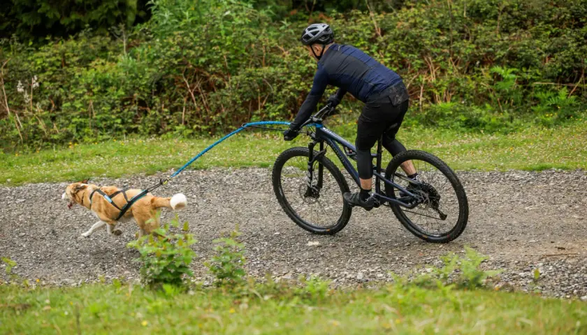 Rowerzysta w kasku jedzie po szutrowej ścieżce, ciągnąc psa na szelkach.