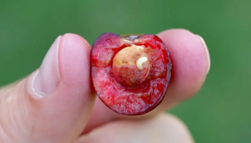 Une cerise coupée en deux, tenue entre deux doigts, révèle un petit ver blanc se nourrissant du noyau.