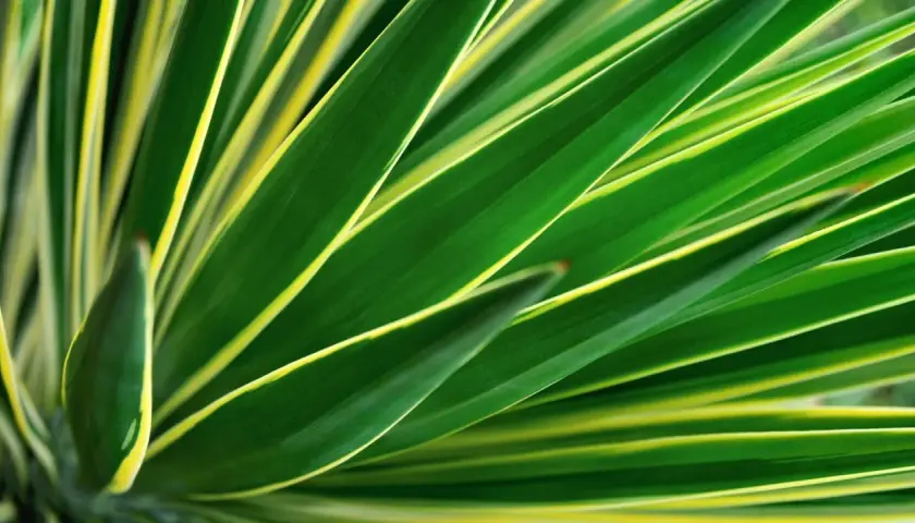 Nahaufnahme von grünen Blättern einer Yucca Palme mit gelben Rändern, die wie ein Fächer angeordnet sind.