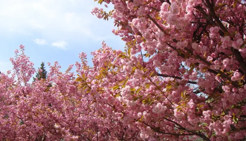 Kwiaty różowego **sakura drzewo** tworzą gęsty baldachim na tle błękitnego nieba z chmurkami.