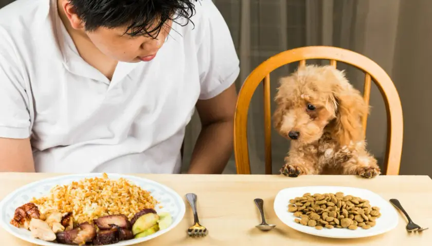 Un niño mira a su perro, que está sentado en una silla, con dos platos de comida. Uno tiene arroz y carne, el otro, pienso. ¿Cuánto puede estar un perro sin comer?