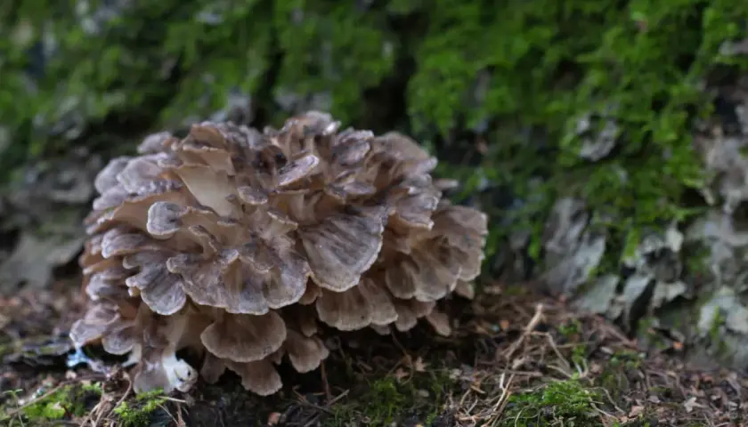 Un gruppo di funghi giapponesi, simili a petali marroni, cresce su un tronco ricoperto di muschio verde.