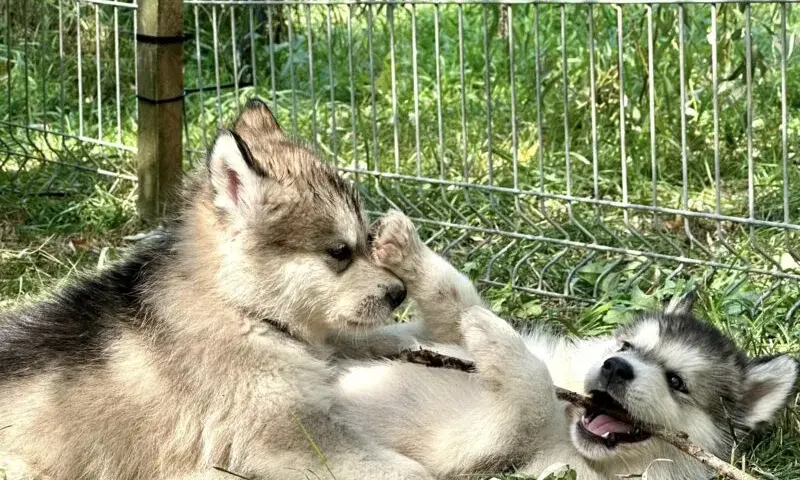 Malamut szczeniaki - Husky Alaskan Malamute Dostępne Teraz