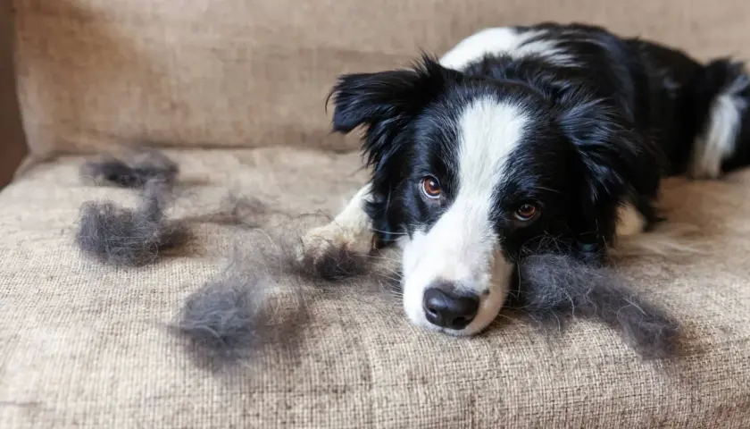 Border Collie liegt traurig auf dem Sofa, umgeben von Haarbüscheln. Der **Haarausfall Hund** ist deutlich sichtbar.