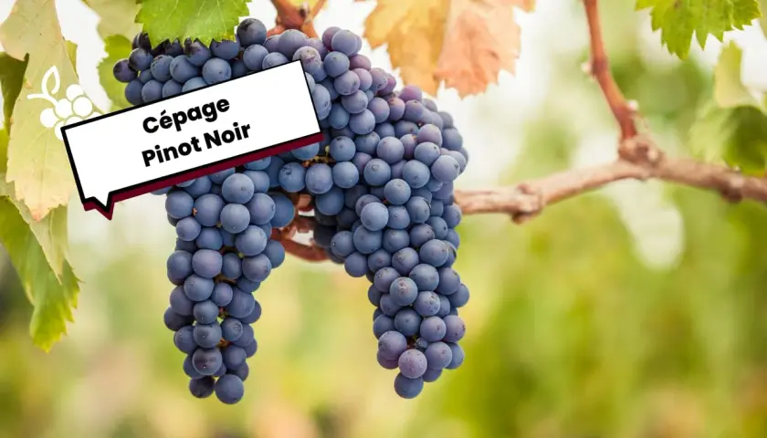 Grappes de Pinot Noir mûres sur la vigne, évoquant l'origine de ce cépage noble.