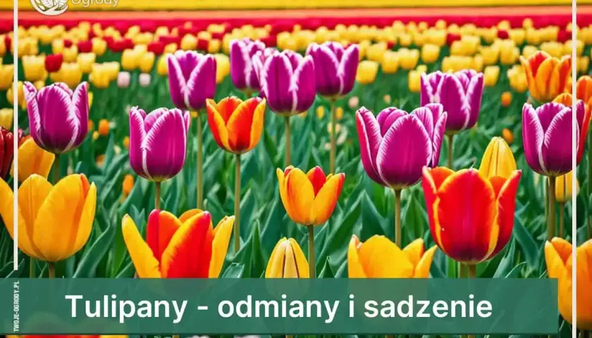 Pole pełne kolorowych tulipanów, w tym fioletowe odmiany z białymi brzegami, żółte i pomarańczowe.