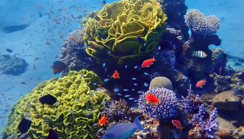Podwodny świat Mauritiusa: tętniąca życiem rafa koralowa z kolorowymi rybami.