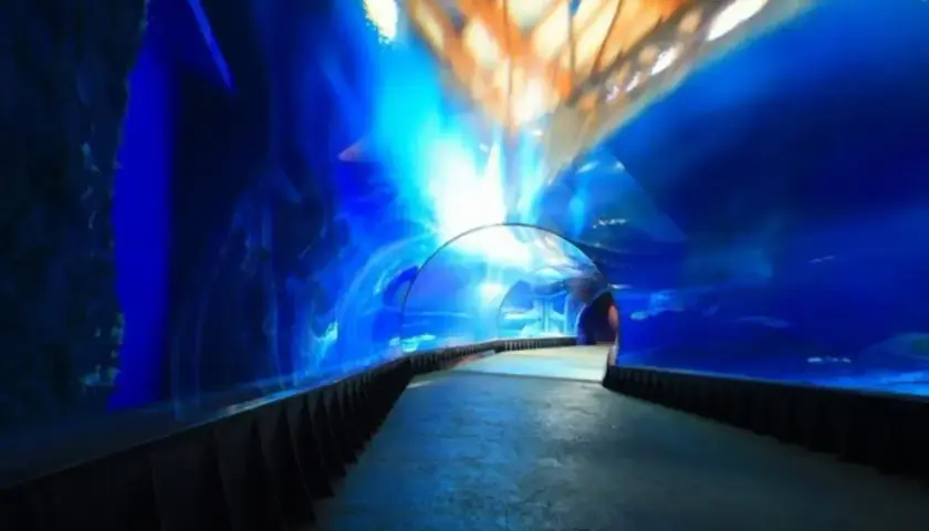 Podwodny tunel w Oceanarium Kołobrzeg. Wspaniałe wrażenia, które potwierdzają pozytywne oceanarium kołobrzeg opinie.