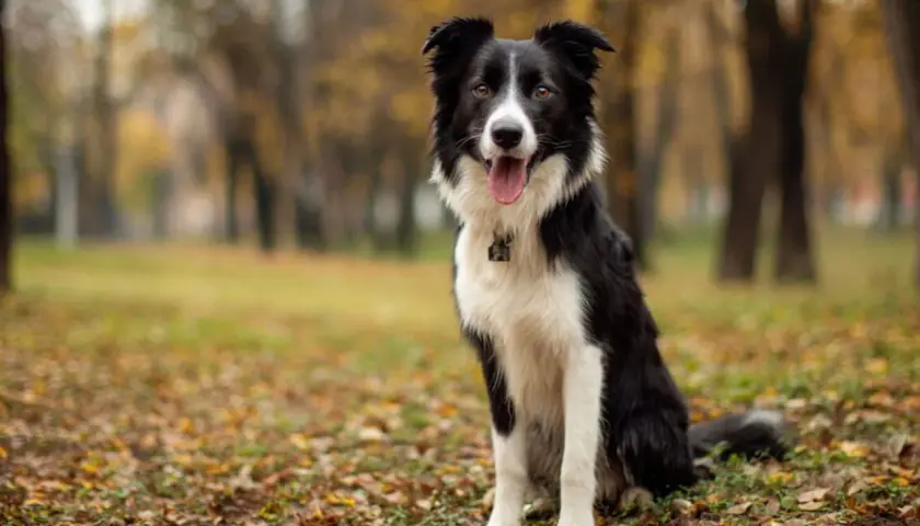 Inteligentny pies rasy border collie siedzi w jesiennym parku, otoczony opadłymi liśćmi.