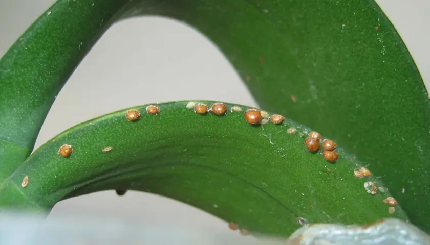 Foglie verdi di pianta con infestazione di cocciniglia a scudetto, piccoli insetti marroni a forma di scudo.