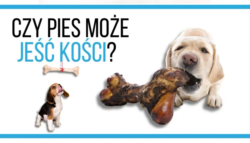 Czy pies może jeść kości wieprzowe? Ekspert ostrzega!