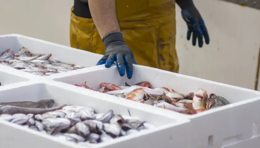 Man con guantes azules y delantal amarillo revisa cajas de pescado fresco en el puerto de Lira.