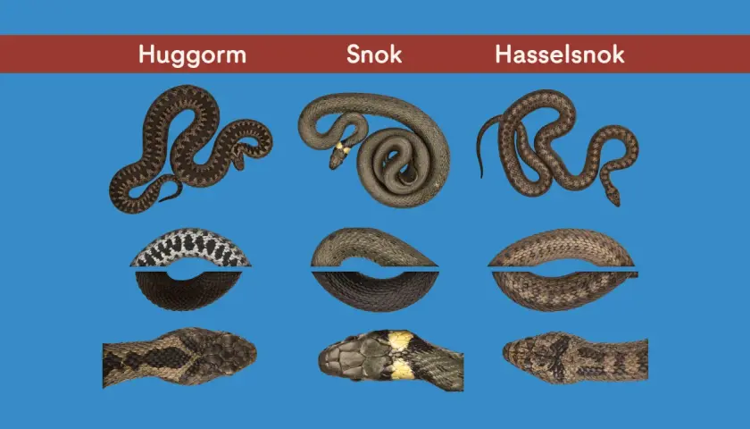 Huggorm, snok och hasselsnok – tre vanliga ormar i Sverige. Bilden visar deras utseenden och mönster.