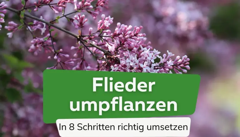 Zarte Fliederblüten im Vordergrund, im Hintergrund verschwommen. Text: "Flieder umpflanzen. In 8 Schritten richtig umsetzen.
