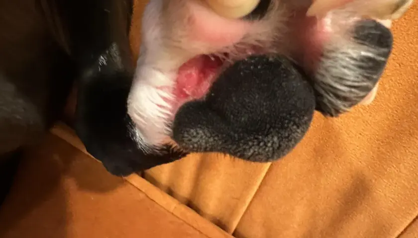 Close-up of a dog's paw with red, irritated skin between the pads. This might be why do dogs lick their paws, seeking relief from discomfort.
